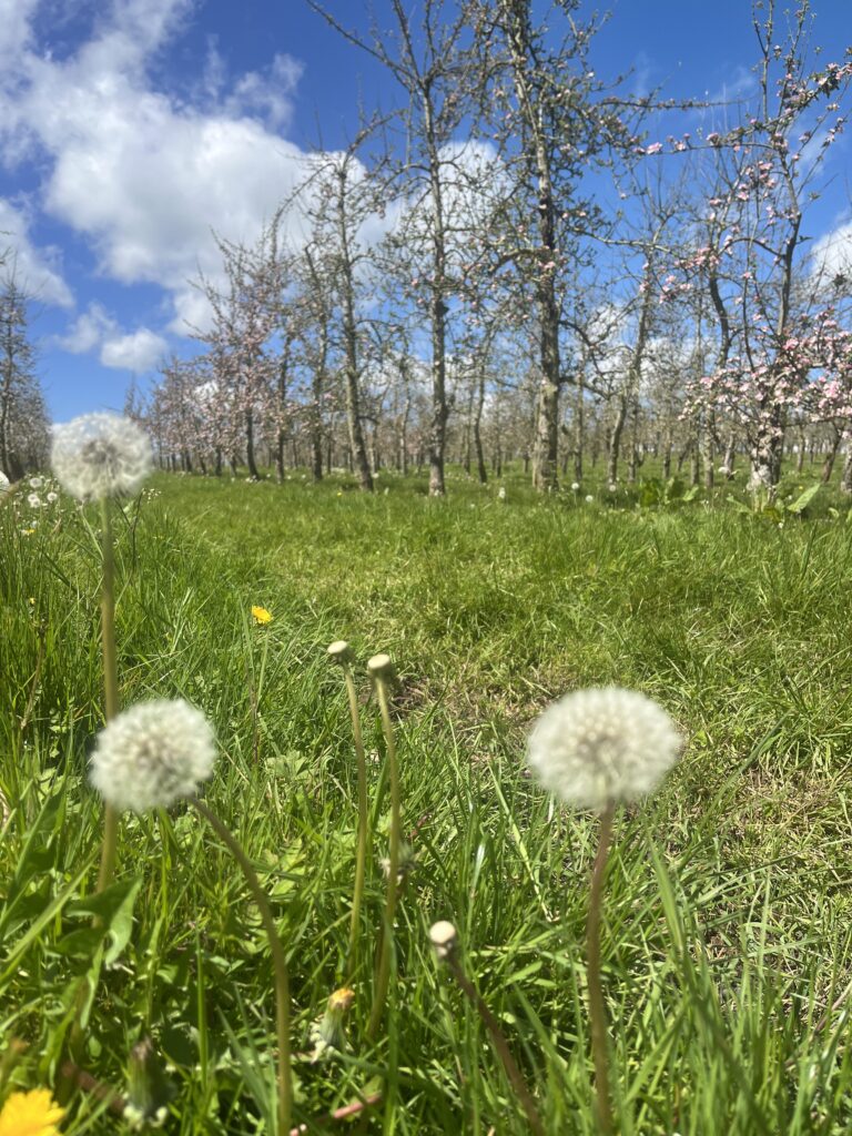 Three dandelions in front of new apple trees