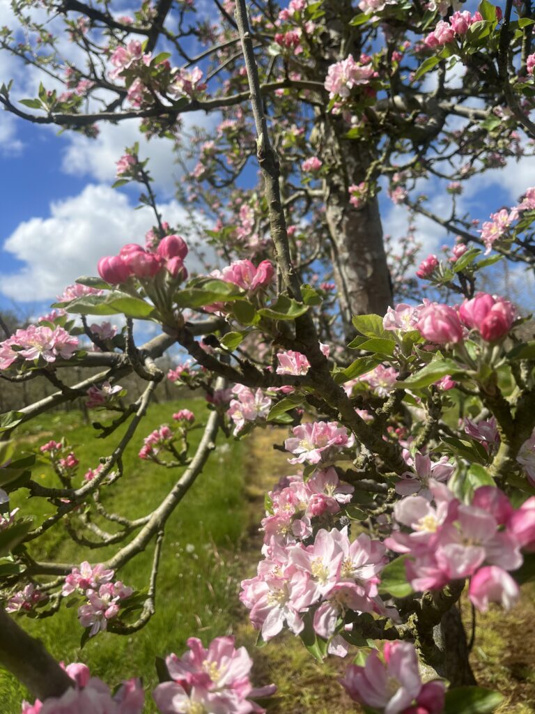 Blossom flowers on an apple tree