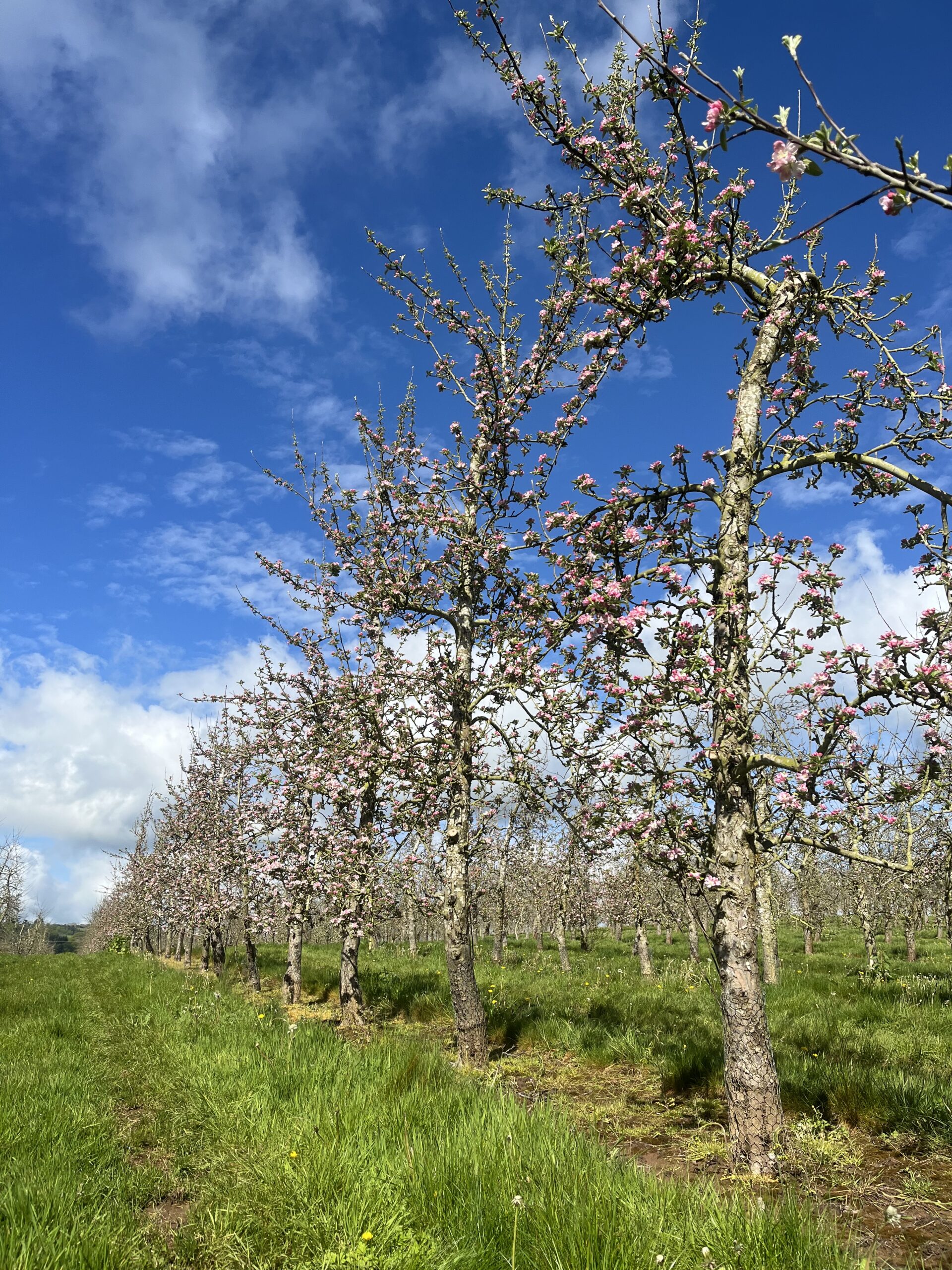 Apple trees beginning to blossom