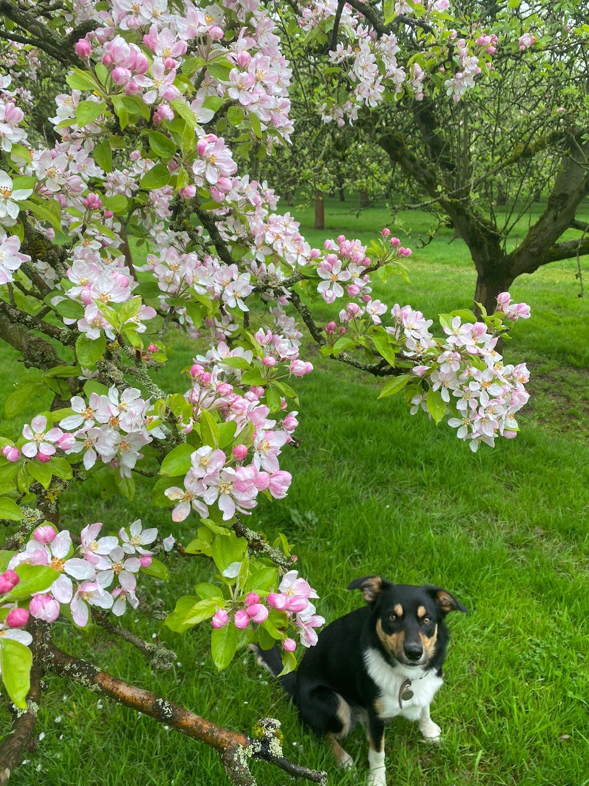 A border collie with brown eyebrows looking up at an apple tree in full blossom